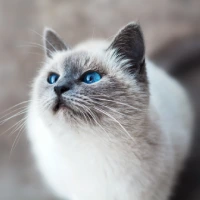Maria,